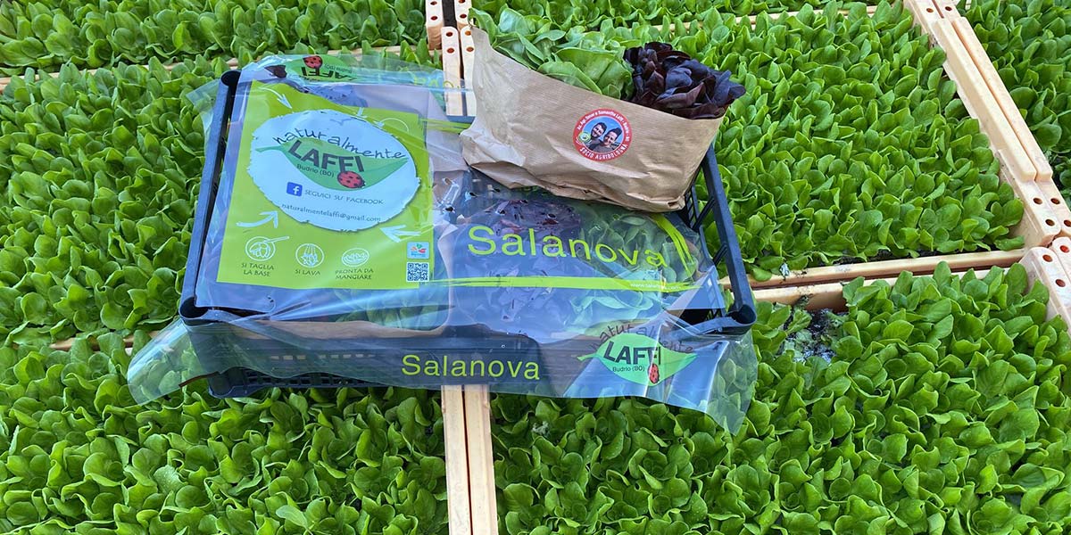 «Lattuga Salanova®, una campagna tra sfide e nuove opportunità»